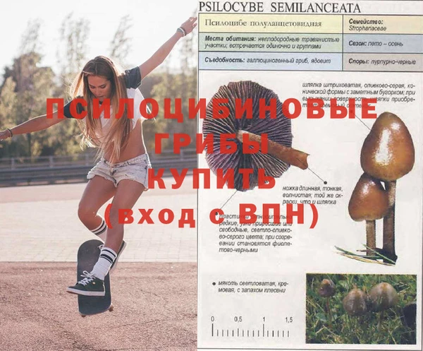 ПСИЛОЦИБИНОВЫЕ ГРИБЫ Бородино