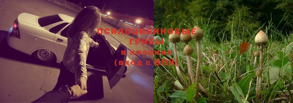 ПСИЛОЦИБИНОВЫЕ ГРИБЫ Бородино
